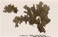 藏品(梅衣屬)的圖片